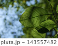 初秋の光を透かして美しく浮き上がる緑の葉脈と木漏れ日 143557482