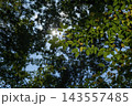 初秋の木々のすき間からこぼれる太陽光と木漏れ日の爽やかな風景 143557485
