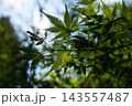 逆光に透ける青もみじの葉脈と輝く木漏れ日 143557487