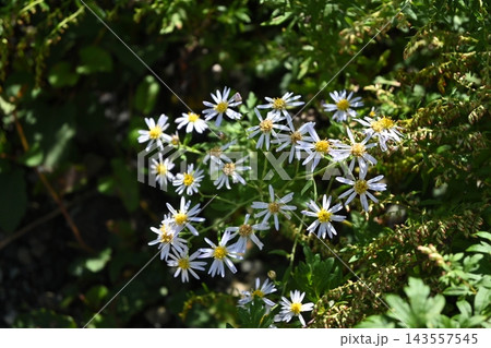 木漏れ日のあたる草むらに可憐に咲く薄紫色の野菊の花 143557545