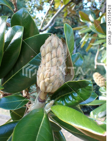 タイサンボクの果実 京都府立植物園 タイサンボクの果実 京都府立植物園 143558428