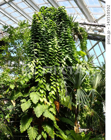 ツル性植物 温室 京都府立植物園 ツル性植物 温室 京都府立植物園 143558502