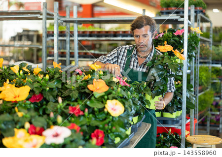 Middle-aged salesman arranging flower-pots with hibiscus in plants market Middle-aged salesman arranging flower-pots with hibiscus in plants market 143558960