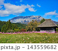 秋桜と藁葺小屋と大山 143559682