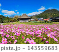 コスモスのある風景 143559683