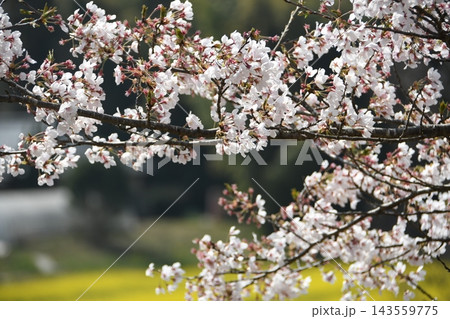 白い桜の花と菜の花畑 143559775