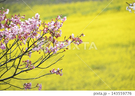 白い桜の花と菜の花畑 143559776
