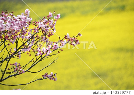 白い桜の花と菜の花畑 143559777