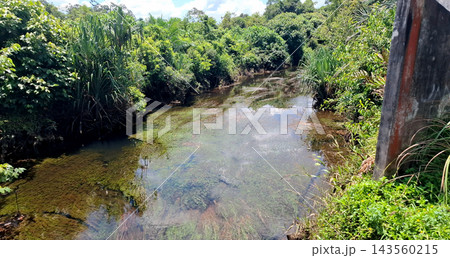 Clear Freshwater Stream with Submerged Plants    143560215