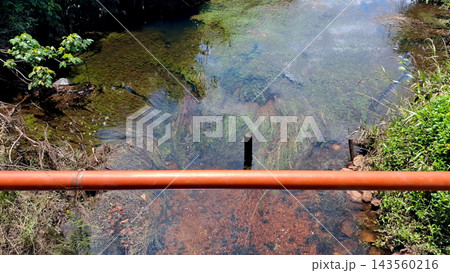 Top View of Clear Freshwater River and Plants    143560216