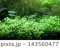 水草水槽・熱帯魚 143560477