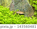 水槽・熱帯魚,2 143560481