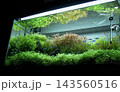 水草・水槽.3 143560516