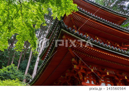 京都 浄瑠璃寺の新緑 京都 浄瑠璃寺の新緑 143560564