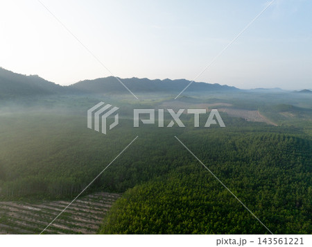 Green rubber tree plantation stretching toward forested hills through soft morning mist in rural Thailand. Tropical farming, natural resources and agricultural economy. Agriculture, forestry. Green rubber tree plantation stretching toward forested hills through soft morning mist in rural Thailand. Tropical farming, natural resources and agricultural economy. Agriculture, forestry. 143561221