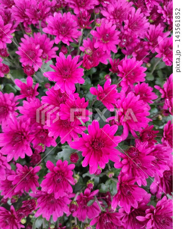 Chrysanthemum morifolium multiflora mum beautiful autumn colorful flowers. Chrysanthemum morifolium multiflora mum beautiful autumn colorful flowers. 143561852