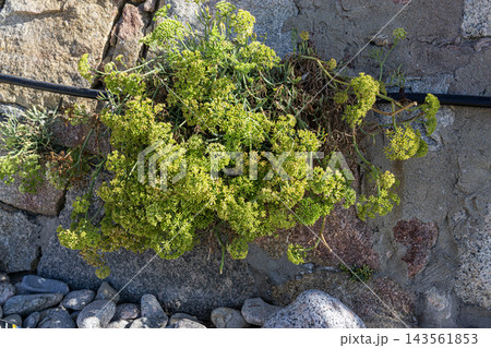 Rock samphire Crithmum maritimum with stone Rock samphire Crithmum maritimum with stone 143561853