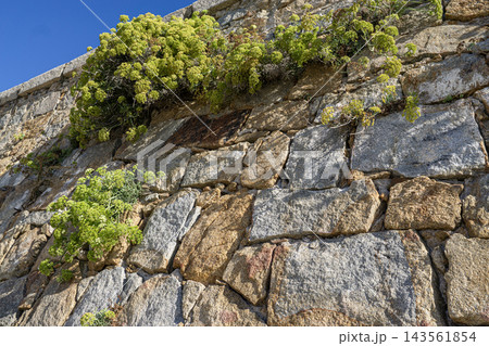 Rock samphire Crithmum maritimum with stone 143561854