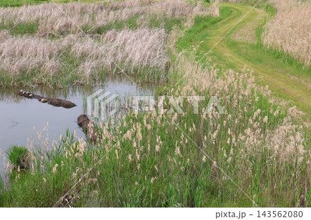 水辺の風景 水辺の風景 143562080