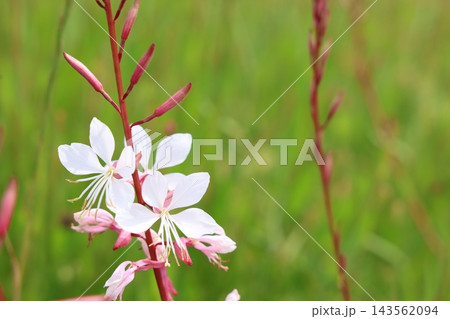 白い花 白い花 143562094