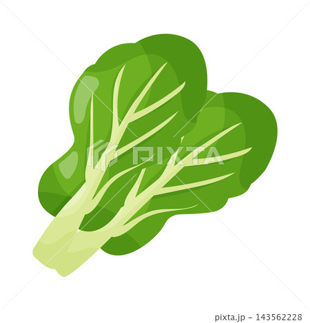 Illustration of Bok Choy 143562228