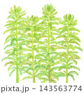 水彩風特定外来植物のオオフサモ 143563774
