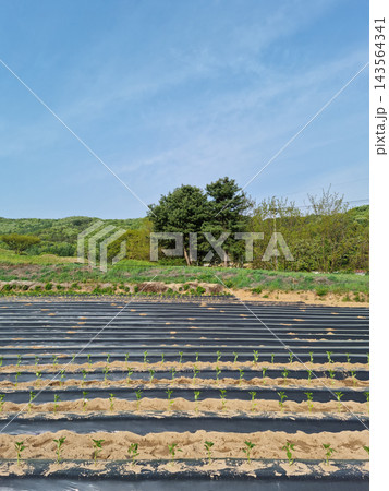 A field of pepper planted with pepper seedlings. 143564341