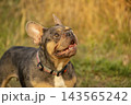 Adult merle French Bulldog with heterochromia looking up, exhibiting skin allergy with swollen wet facial wrinkles. Brachycephalic breeds like Pug or English Bulldog often suffer allergies. 143565242
