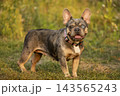 Charming adult merle French Bulldog with tan points standing proudly in nature. Companion dog breeds like Pug, Boston Terrier, and English Bulldog are affectionate pets. 143565243