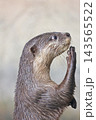 カワウソ 143565522