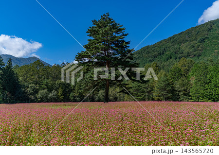 一面の赤い蕎麦の花畑と一本の木 ルビーの里 駒ヶ岳ガーデン 【長野県上伊那郡】 一面の赤い蕎麦の花畑と一本の木 ルビーの里 駒ヶ岳ガーデン 【長野県上伊那郡】 143565720