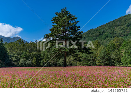 一面の赤い蕎麦の花畑と一本の木　ルビーの里 駒ヶ岳ガーデン　【長野県上伊那郡】 143565721