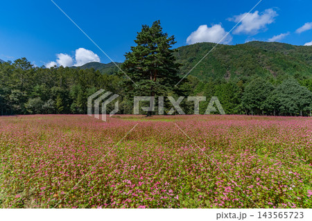 一面の赤い蕎麦の花畑と一本の木 ルビーの里 駒ヶ岳ガーデン 【長野県上伊那郡】 一面の赤い蕎麦の花畑と一本の木 ルビーの里 駒ヶ岳ガーデン 【長野県上伊那郡】 143565723