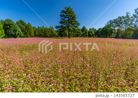 一面の赤い蕎麦の花畑と一本の木　ルビーの里 駒ヶ岳ガーデン　【長野県上伊那郡】 143565727