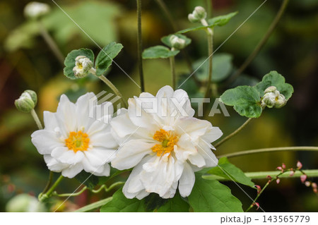 秋の花 シュウメイギク 秋の花 シュウメイギク 143565779