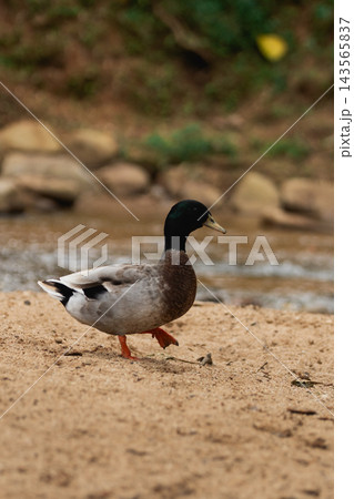 Mallard duck walking on sandy riverbank near water with natural blurred background in outdoor setting Mallard duck walking on sandy riverbank near water with natural blurred background in outdoor setting 143565837