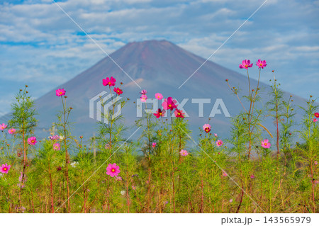 【静岡県】「パノラマ遊花の里」満開のコスモスと富士山 【静岡県】「パノラマ遊花の里」満開のコスモスと富士山 143565979