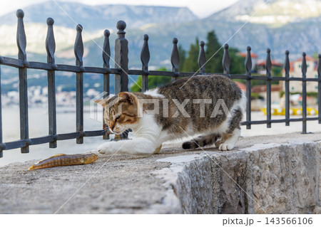 Cat trying to eat a freshly caught fish 143566106