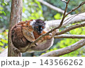 クロキツネザル 143566262