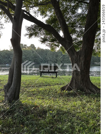 池を望む公園のベンチ　木々に囲まれた憩いのひととき 143566659
