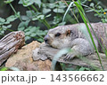 ヒマラヤマーモット 143566662
