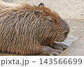カピバラ 143566699