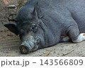 ミニブタ 143566809