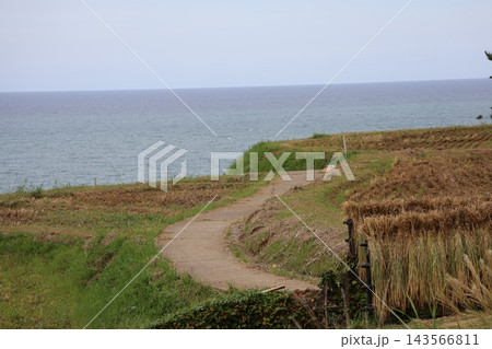 稲刈りの終わった段々畑に稲架掛けと青い海面の海と水平線と青空の風景 稲刈りの終わった段々畑に稲架掛けと青い海面の海と水平線と青空の風景 143566811