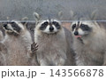 アライグマ 143566878