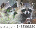 アライグマ 143566880