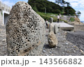 稲村ヶ崎の海岸で見られる穿孔貝によって無数の穴があけられた岩石。海洋生物の生態と地質が観察できる風景 143566882
