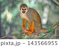 コモンリスザル 143566955
