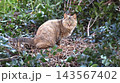 草むらで休む猫 143567402