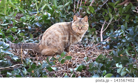 草むらで休む猫 草むらで休む猫 143567402